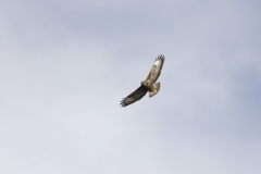 Buzzard in Flight