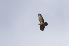 Buzzard in Flight