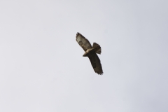 Buzzard in Flight