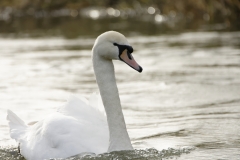 Swan Closeup