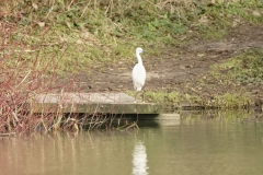 Little Egret