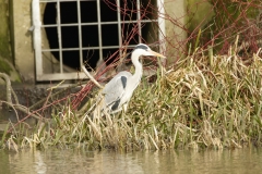 Grey Heron