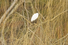 Little Egret