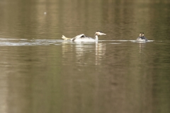 Great Crested Grebe Foot Stretch