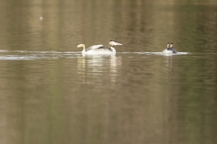 Great Crested Grebe Foot Stretch