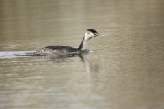 Great Crested Grebe