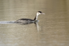 Great Crested Grebe