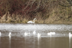 Swan & Little Egret