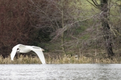 Swan in Flight