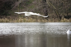 Swan in Flight