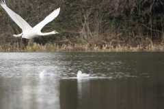 Swan in Flight