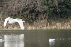 Swan in Flight