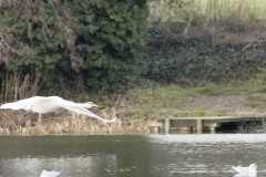 Swan in Flight