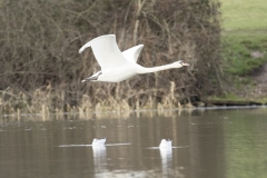 Swan in Flight