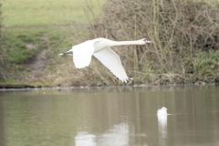 Swan in Flight