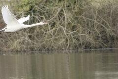 Swan in Flight