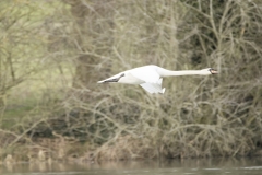 Swan in Flight