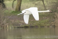 Swan in Flight