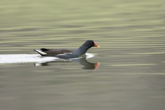 Moorhen