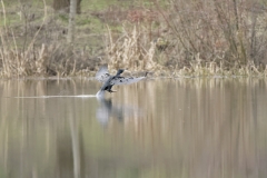 Cormorant Landing on Lake