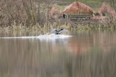 Cormorant Landing on Lake