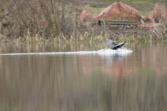 Cormorant Landing on Lake