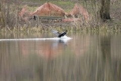 Cormorant Landing on Lake