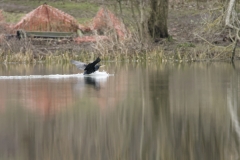 Cormorant Landing on Lake