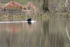 Cormorant Landing on Lake