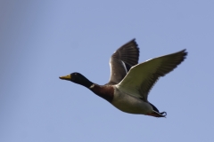 Male Mallard Side View in Flight