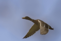 Male Mallard Side View in Flight