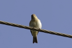 Chiffchaff Front View on Cable