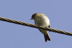 Chiffchaff Front View on Cable