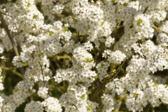 Wild White Blossom