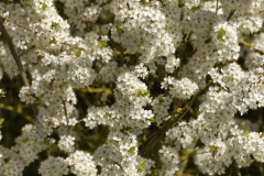 Wild White Blossom