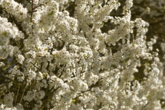 Wild White Blossom