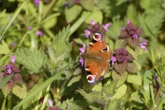 Peacock Butterfly on Wild Flowers