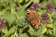 Peacock Butterfly on Wild Flowers