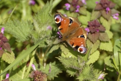 Peacock Butterfly on Wild Flowers