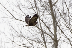 Buzzard in Flight