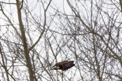 Buzzard in Flight