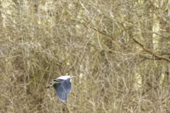 Grey Heron in Flight