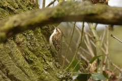 Tree Creeper