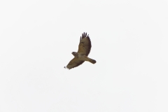 Buzzard in Flight