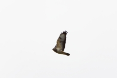 Buzzard in Flight