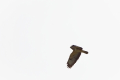 Buzzard in Flight