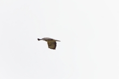 Buzzard in Flight