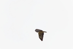 Buzzard in Flight