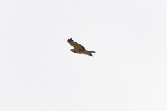 Buzzard in Flight