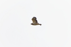 Buzzard in Flight